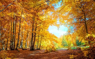 Forest in autumn colours